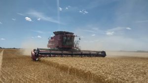 El segundo comprador mundial de trigo aprobó la variedad argentina tolerante a la sequía