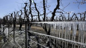 Más de 200 productores mendocinos solicitan préstamos por $90 millones