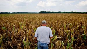 Productores agropecuarios empiezan a sembrar soja y maíz