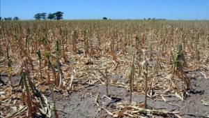 Sequía: rebajan en un 15% la estimación de cosecha de maíz y en un 7% la de soja