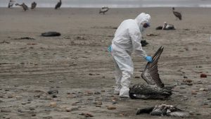 Gripe Aviar: Perú cierra sus playas