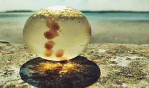 Vuelven los “huevos” a las orillas de las playas de Mar del Plata