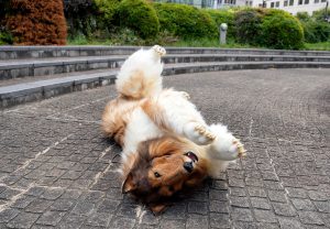 Toco: El hombre japonés que cumplió su sueño de ser un Collie