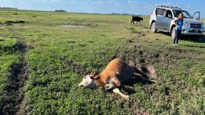 Tras las recientes muertes de vacas, caballos y ovejas los productores comienzan a alarmarse
