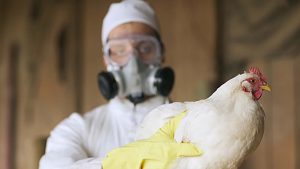 Gripe aviar en Mar del Plata: cómo prevenirla