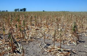 Sequía y una baja en los ingresos: los temores del agro de cara a 2023