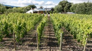 Chubut, un destino ideal para conocer hermosos paisajes y hacer la ruta del vino