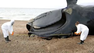 Ya son 30 las ballenas fallecidas en Golfo Nuevo: ¿qué pasa?