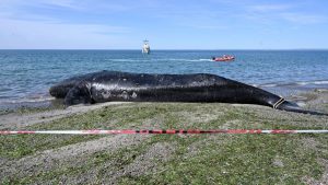 Advierten sobre otras tres ballenas muertas en la Peninsula Valdes