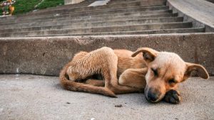 Rescatan dos perros en el barrio El Casal de Mar del Plata