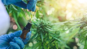 Habilitan la primera planta de cannabis medicinal del país