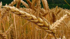 El aporte de la cadena de trigo a la economía se reducirá en US$3700 millones