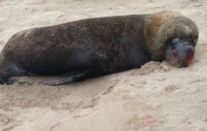 Encuentran a un lobo marino herido y sospechan que lo atacaron humanos