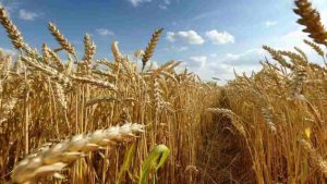 El trigo argentino cotiza un 47% más caro que el australiano