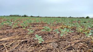 Campo: luego de las heladas, llegó la lluvia