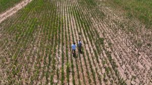 Sequía: el Estado se queda con casi un 6% más de la renta agrícola