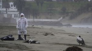 Murieron 14.000 aves marinas silvestres por la gripe aviar en Perú