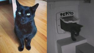 Pépito, el gato que “postea” en X cada vez que entra o sale de su casa, cumplió 16 años