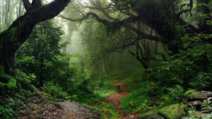 El Bosque Atlántico fue nombrado “iniciativa emblemática de restauración mundial”