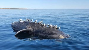 Ya son 13 las ballenas muertas en Golfo Nuevo
