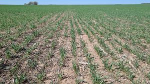 Desde el campo afirman que las últimas lluvias fueron “insuficientes”