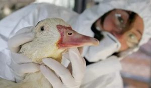 Gripe Aviar: son oficiales las “medidas sanitarias extraordinarias” para evitar su propagación