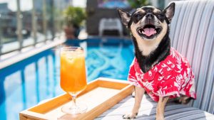 Verano Gurú: Locales Pet Friendly en Mar del Plata