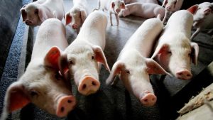 Dólar soja: cayó un 50% la participación de los productores en los ingresos de la cadena porcina