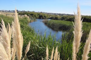 Punta Mogotes podría formar parte de los Parques Ambientales provinciales