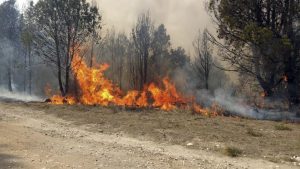 Incendios forestales: disminuyeron casi un 50% en General Pueyrredón
