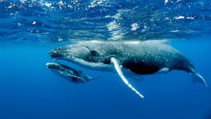 Comparten medidas de seguridad para navegar en presencia de ballenas