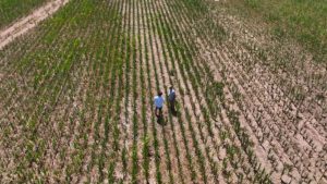 Sequía: las últimas lluvias fueron dispares y escasas en la Zona Núcleo Agrícola