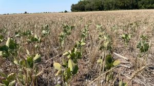 Por la sequía y la ola de calor, advierten que puede haber mayores pérdidas en las cosechas de soja y maíz