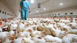Gripe aviar: el Gobierno aseguró que “no hay posibilidad de contagiarse comiendo pollo o huevo”