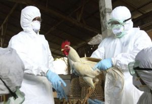 Uruguay confirmó más de 70 casos de gripe aviar