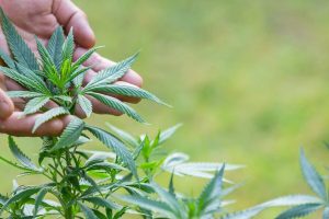 Aprobaron el proyecto para el cultivo de cannabis con fines medicinales en la Unmdp
