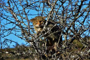 Avistan gatos monteses en Santa Clara del Mar