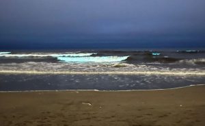 ¿Que son las noctilucas y como tiñeron de azul fluorescente las olas de Mar del Plata?