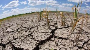 En Argentina, son 7 millones las hectáreas afectadas por la severa sequía