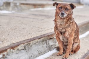 La municipalidad establece un registro para hogares de tránsito de animales