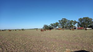 Las lluvias de Navidad aliviarían al campo pero no alcanzarían para revertir la sequía