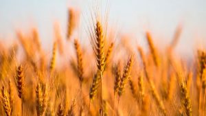Pese a la sequía, la molienda de trigo creció 8% interanual en enero