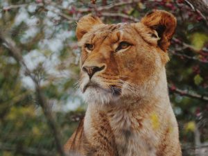 Declarado en 1929 hoy: Día Mundial de los Animales