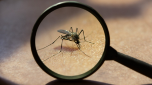 Diez remedios naturales infalibles para repeler mosquitos: ¡Adiós a las picaduras!