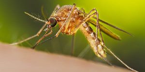 Invasión de mosquitos en Mar del Plata: ¿qué repelente hay que ponerle al bebé?