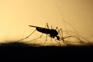 #1 Tendencia: invasión de mosquitos en Mar del Plata y la región de AMBA