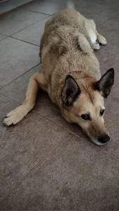 Lila, la mascota del edificio: sus gastos están en las expensas y todos los vecinos la cuidan