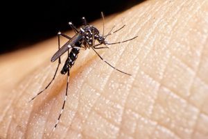 Dengue: por qué América del Sur es el epicentro global de un brote histórico