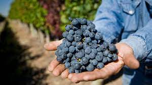 Se viene la celebración del Malbec, vino emblema de la Argentina por historia y evolución