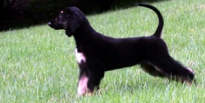 Conoce la historia de Snuppy, el primer perro clonado del mundo